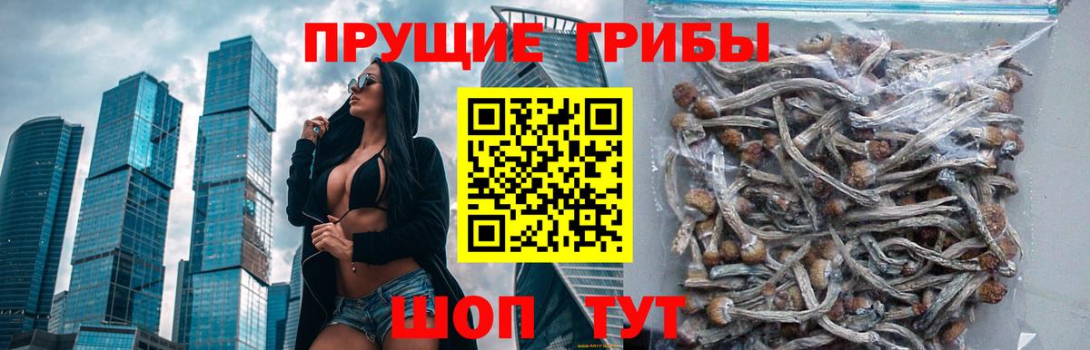 Осинники  Галлюциногенные грибы прущие грибы  Вход с VPN 